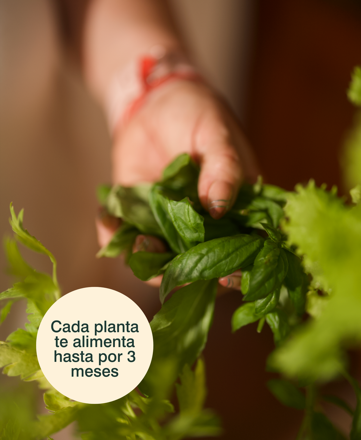 Huerta Acrule