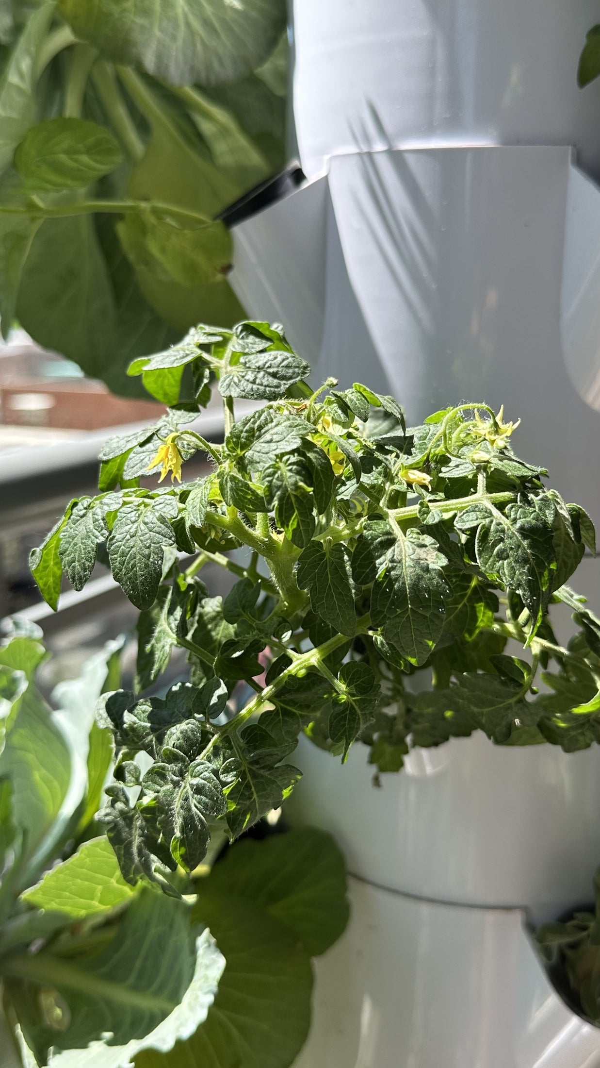 Planta de tomate creciendo en una torre
