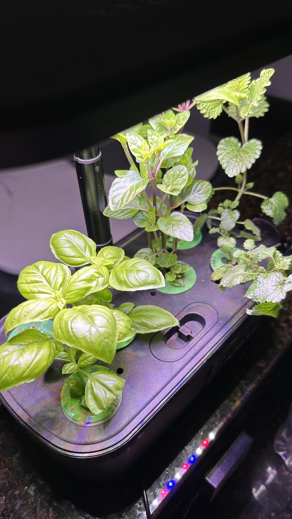Albahaca y aromáticas jóvenes en una Mini LED