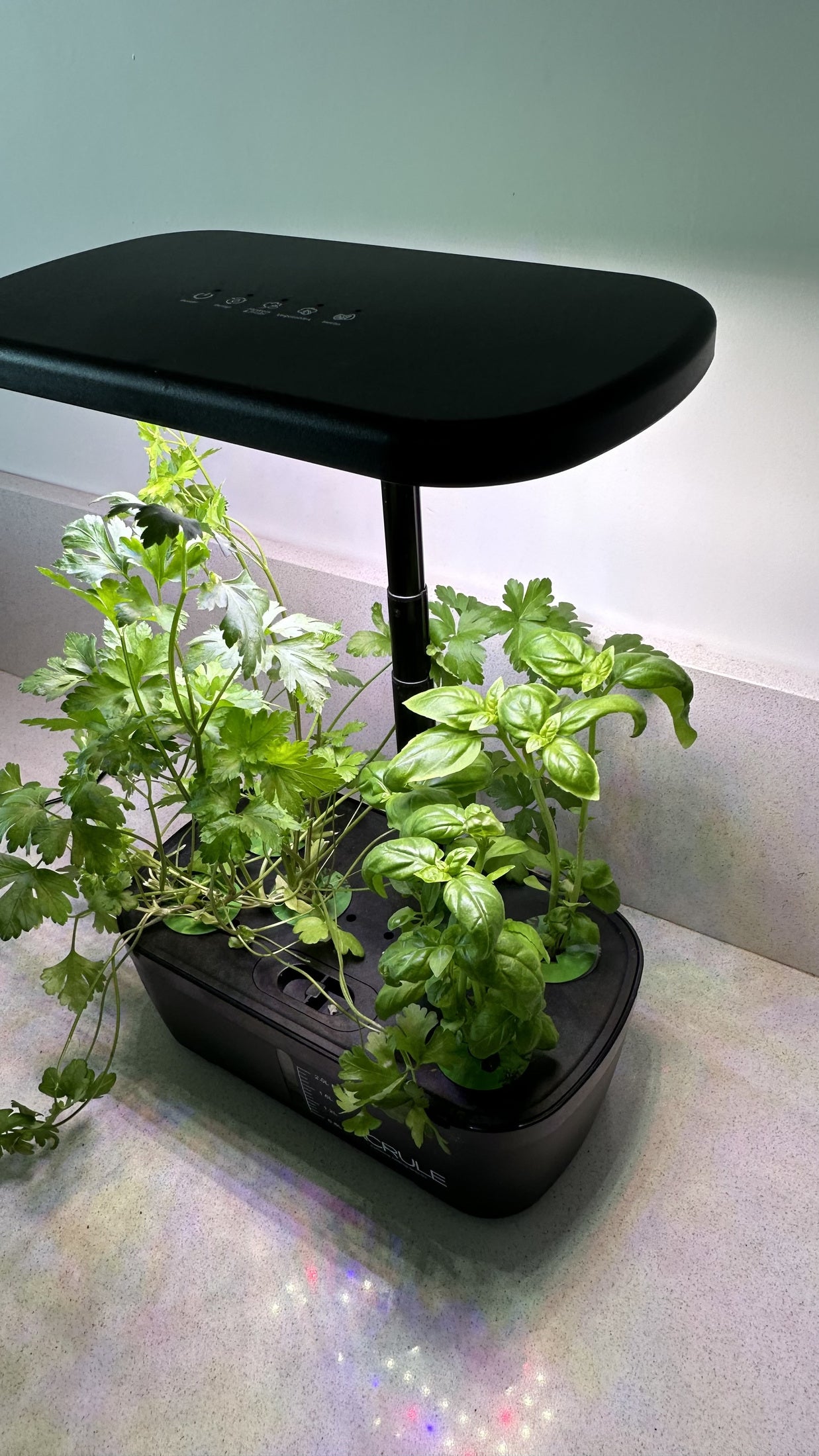 Albahaca y perejil en una huerta compacta con luz
