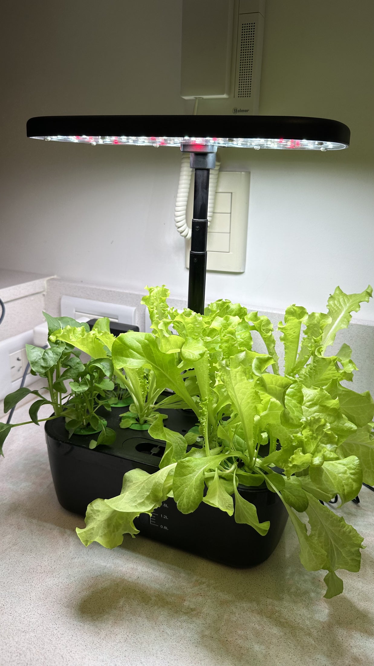 Lechugas y aromáticas en una Mini LED