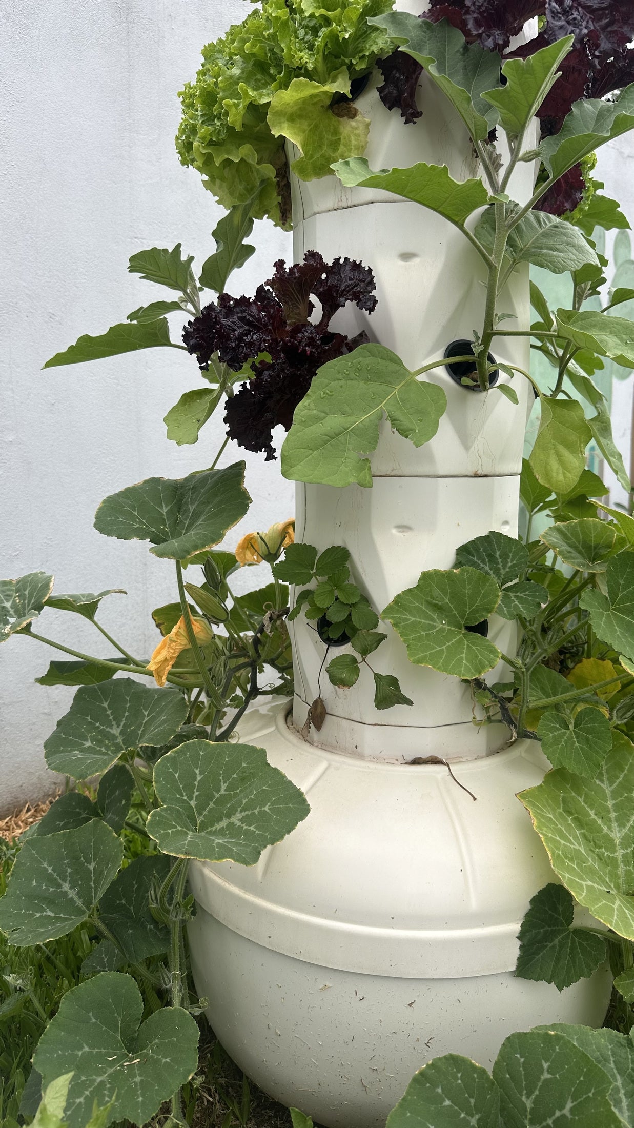 Lechugas verdes y moradas con otras plantas en una torre