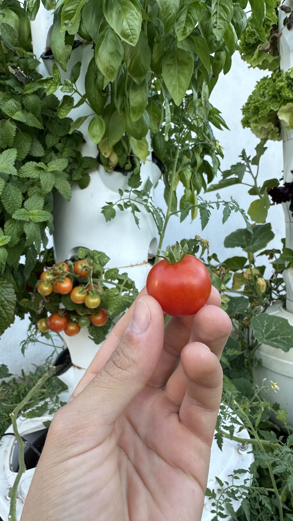 Mano sosteniendo un tomate rojo junto a la torre