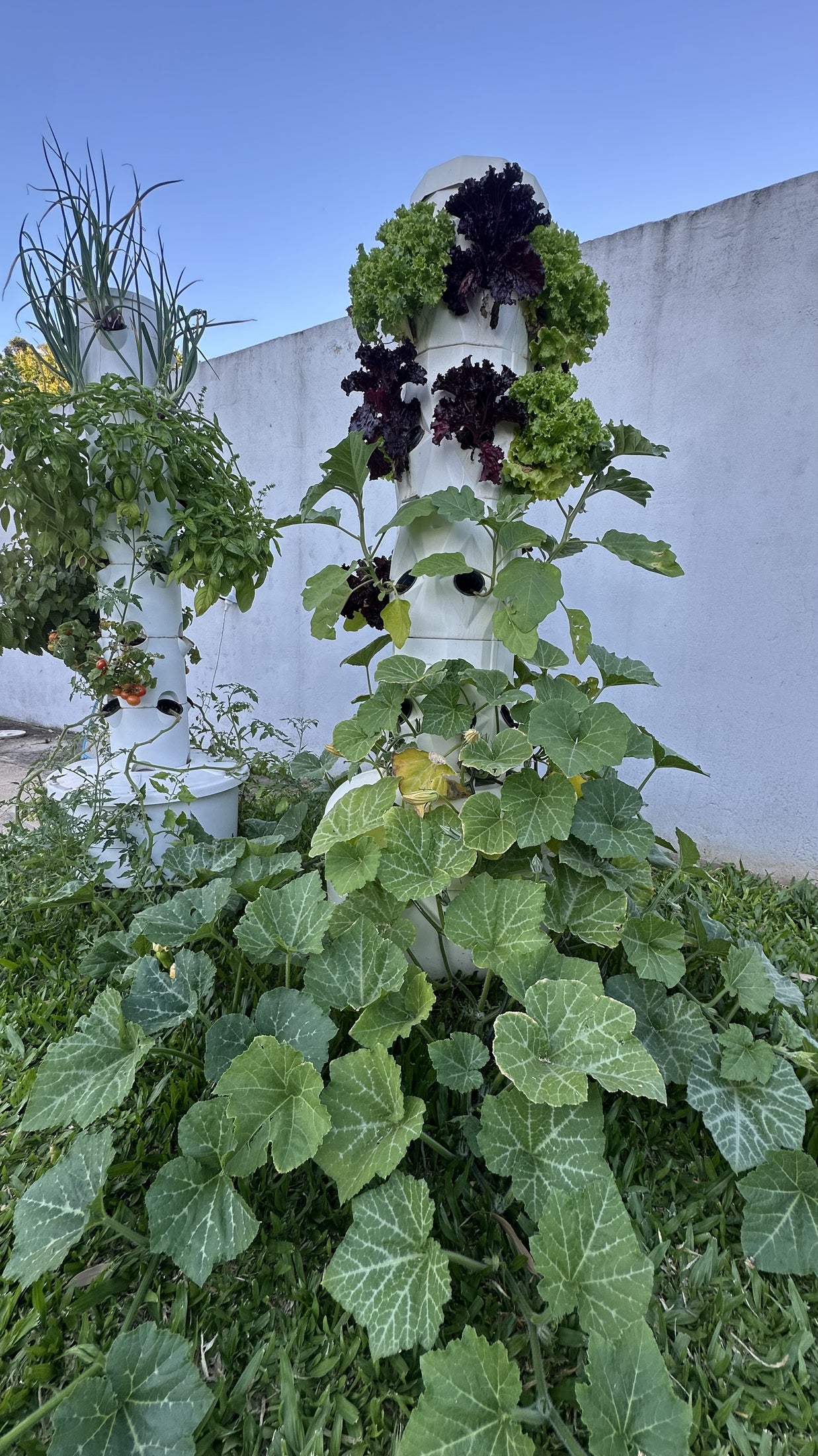 Torre con hojas verdes y moradas y plantas extendidas en el patio