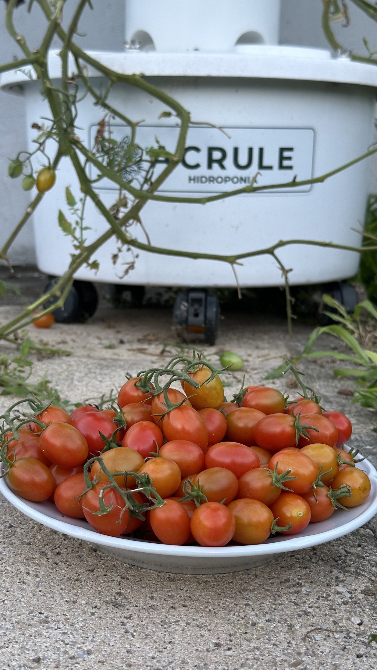 Plato lleno de tomates cosechados junto a una torre ACRULE