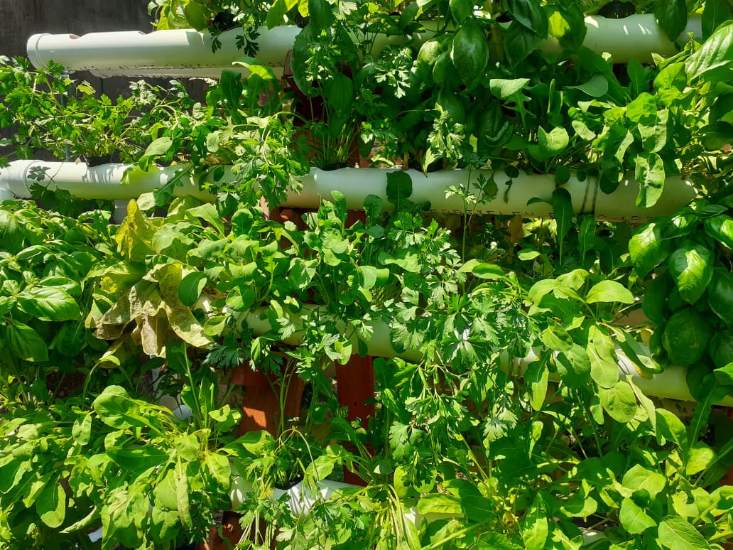 Hojas verdes y aromáticas en tubos horizontales al aire libre