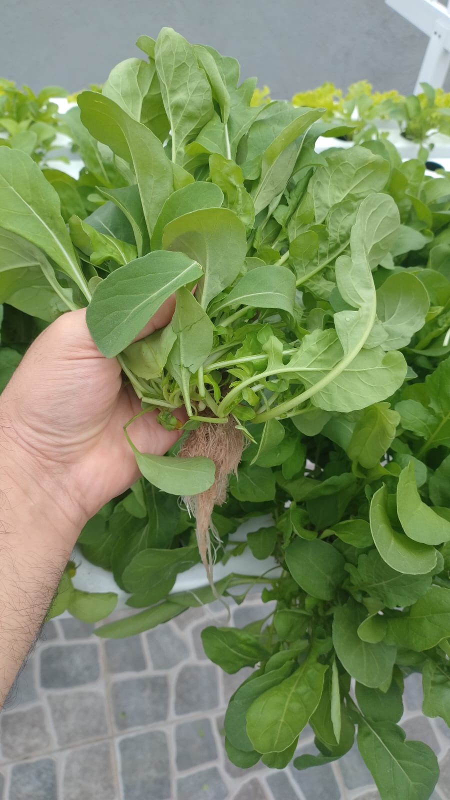 Mano sosteniendo una planta de hojas verdes con sus raíces