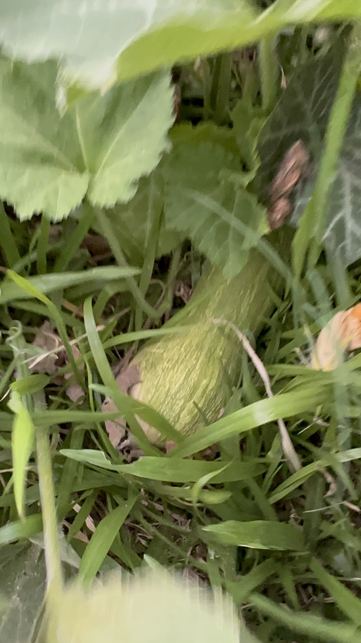 Fruto verde alargado entre las hojas del jardín