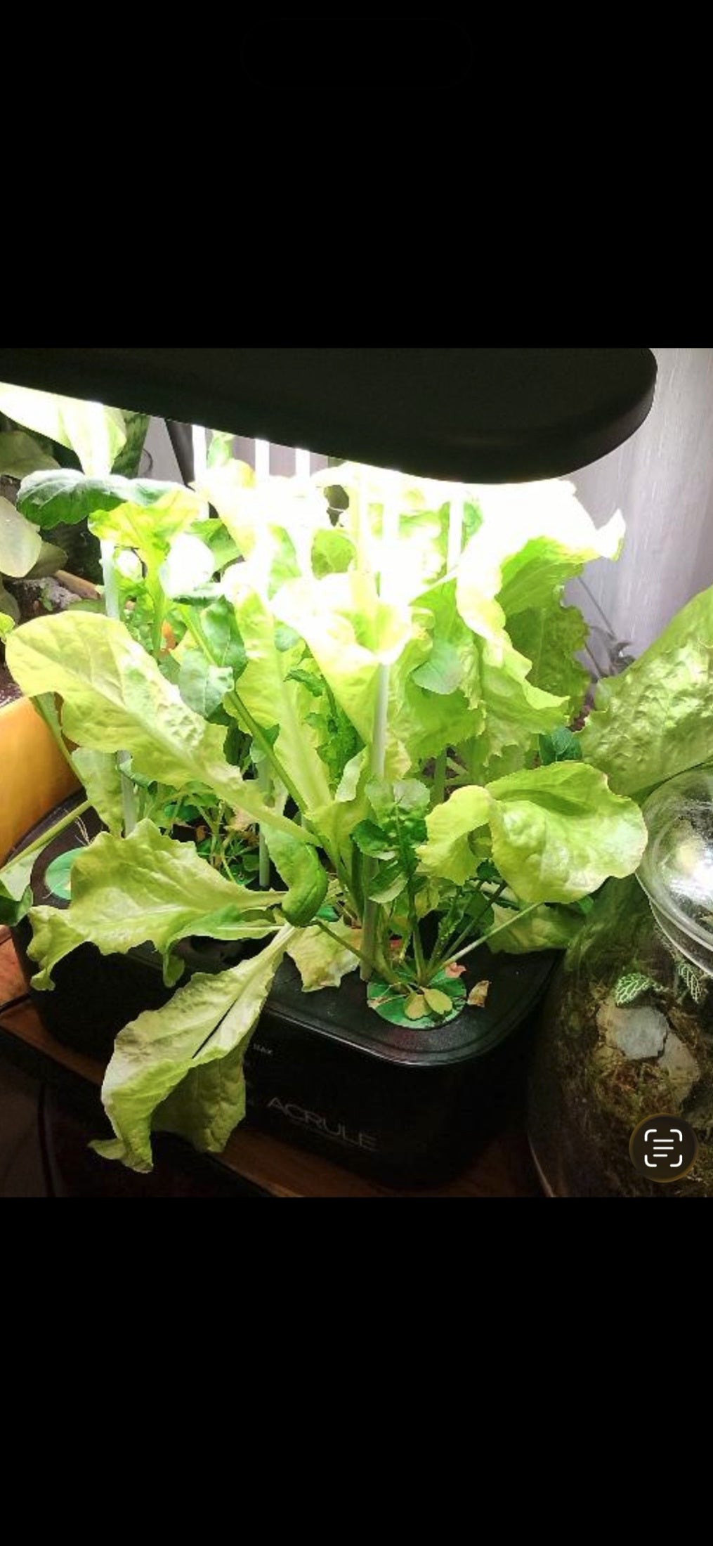 Hojas verdes creciendo en una Mini Huerta LED