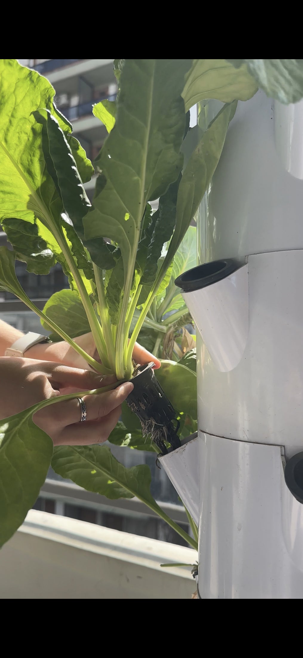 Manos cosechando una planta de acelga de la torre