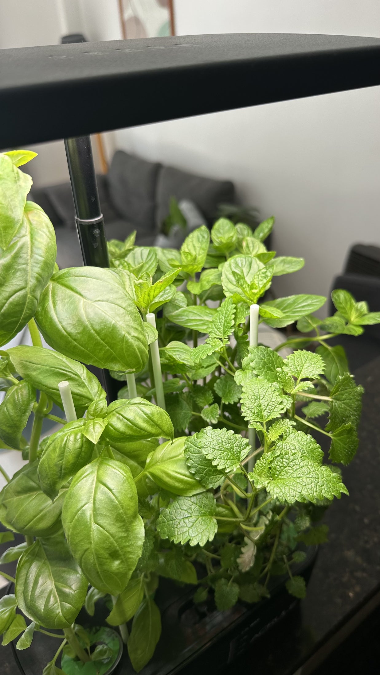 Albahaca y aromáticas bajo la luz de una Mini Huerta