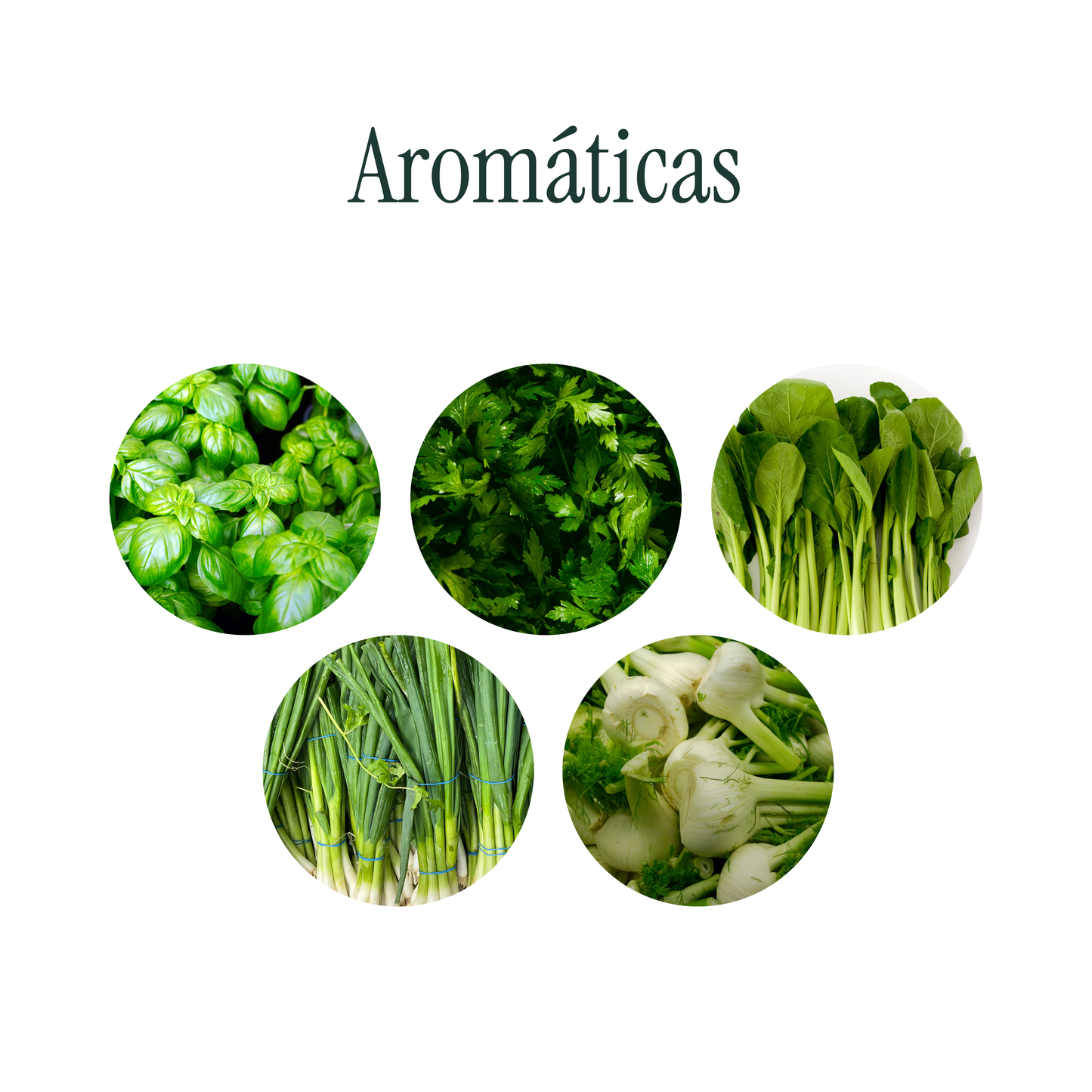 Kit Germinador + Semillas