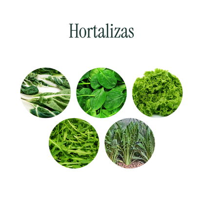 Kit Germinador + Semillas