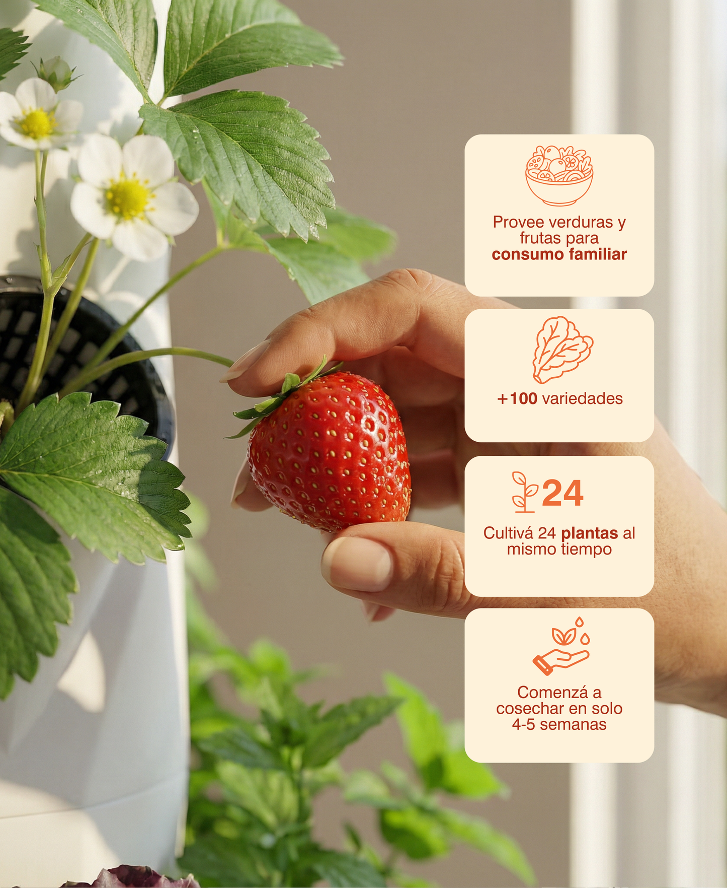Huerta Acrule 1.0 24 Plantas