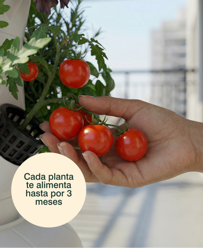 Huerta Acrule 1.0 24 Plantas