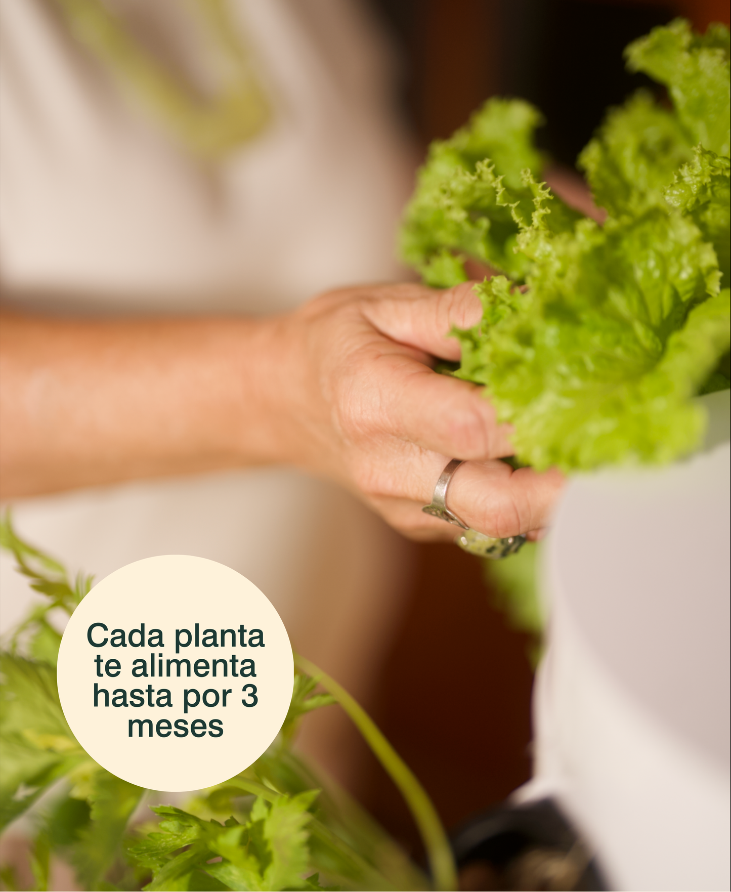 Huerta Acrule