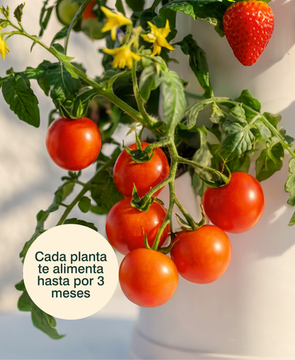 Huerta Acrule