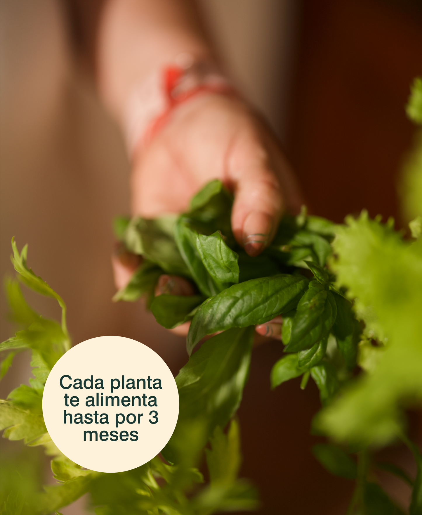 Huerta Acrule