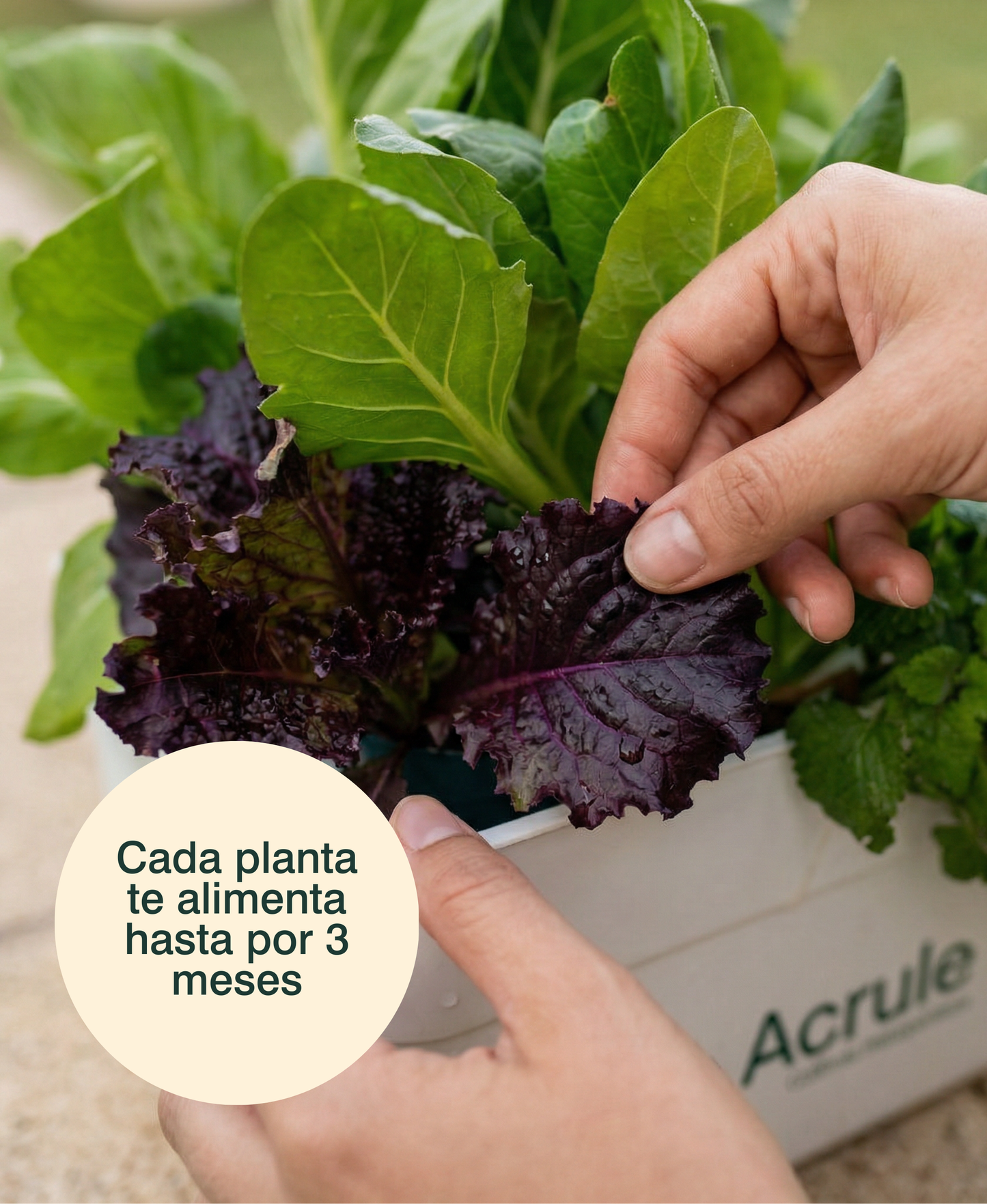 Mini Huerta Acrule 6 plantas