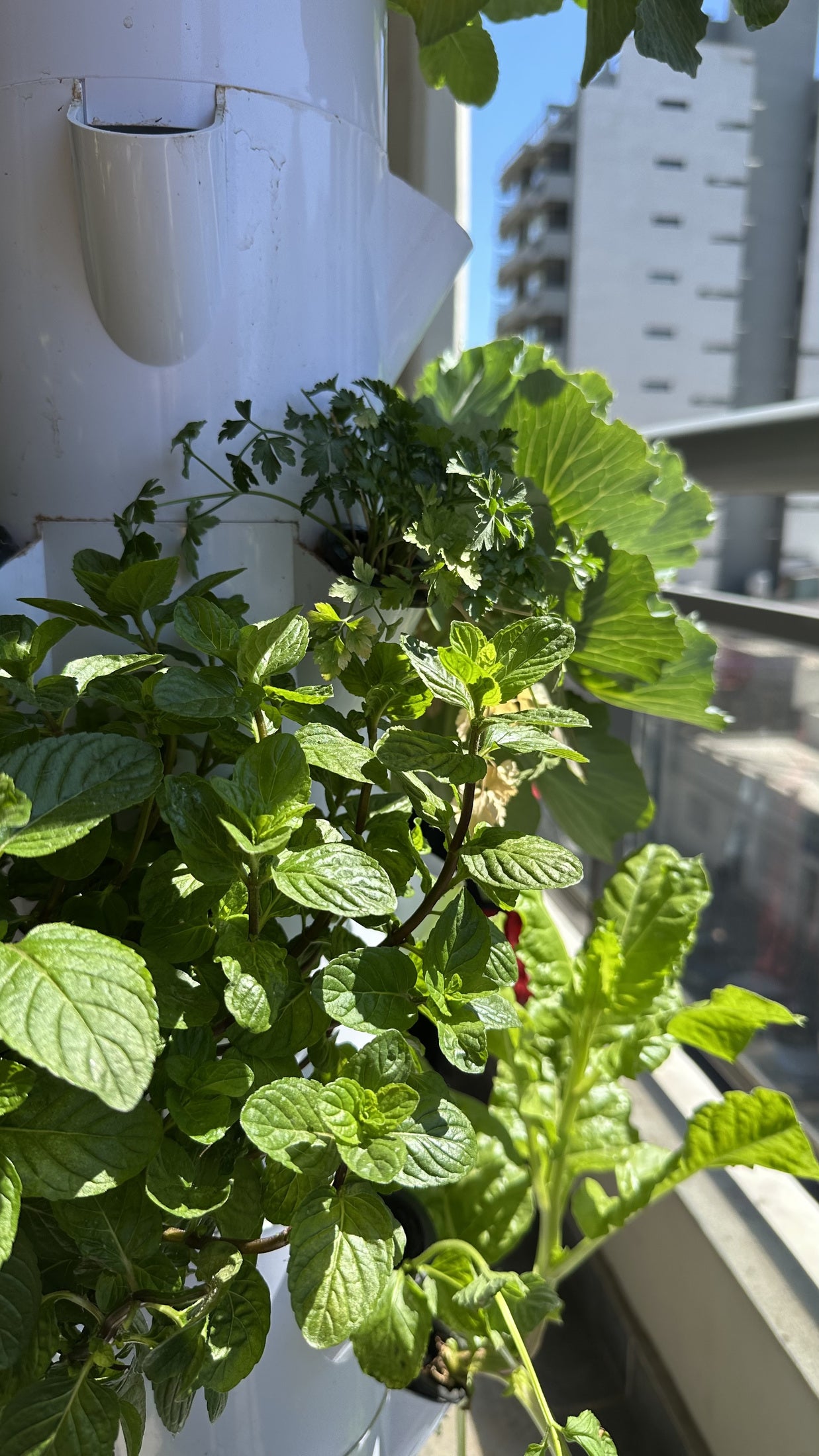 Aromáticas y hojas verdes en una torre de balcón