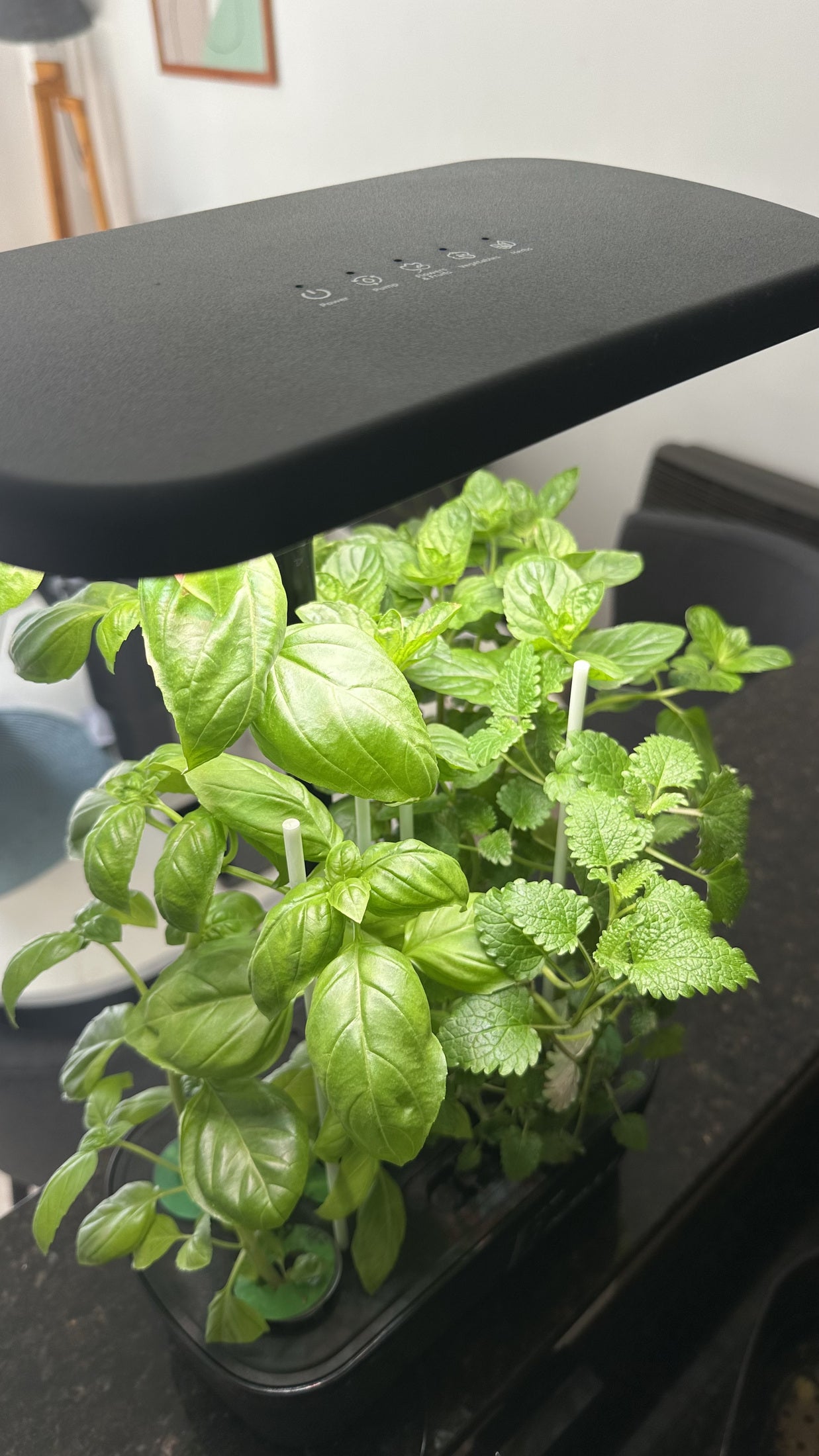 Albahaca y otras aromáticas bajo la luz de una Mini LED