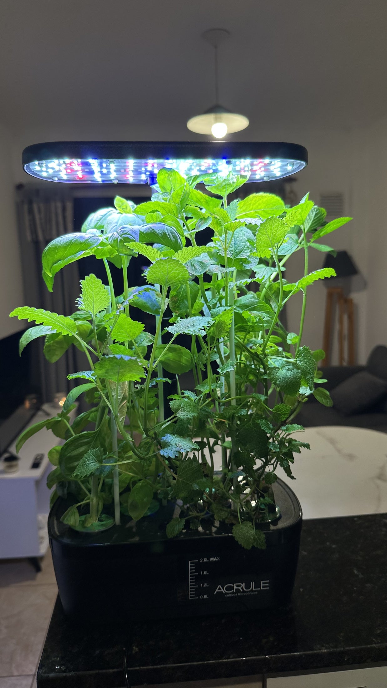 Plantas de hojas verdes en una Mini LED encendida