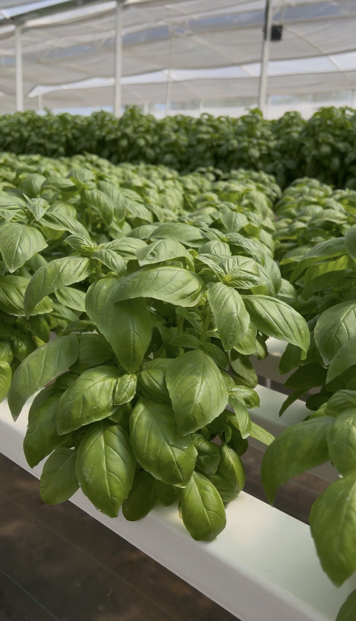 Albahaca de hojas grandes en un sistema de cultivo de invernadero