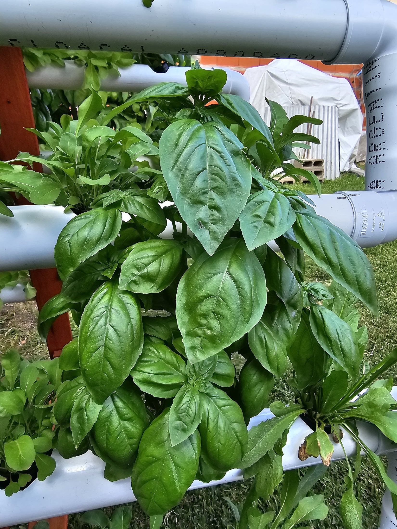 Hojas de albahaca en un sistema de tubos en un patio