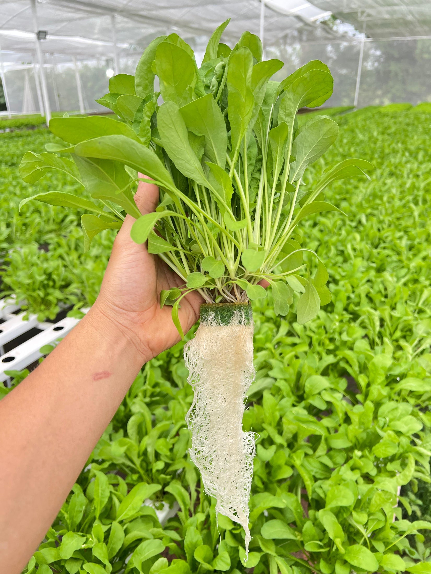 Planta recién extraída con raíces largas y blancas en un invernadero