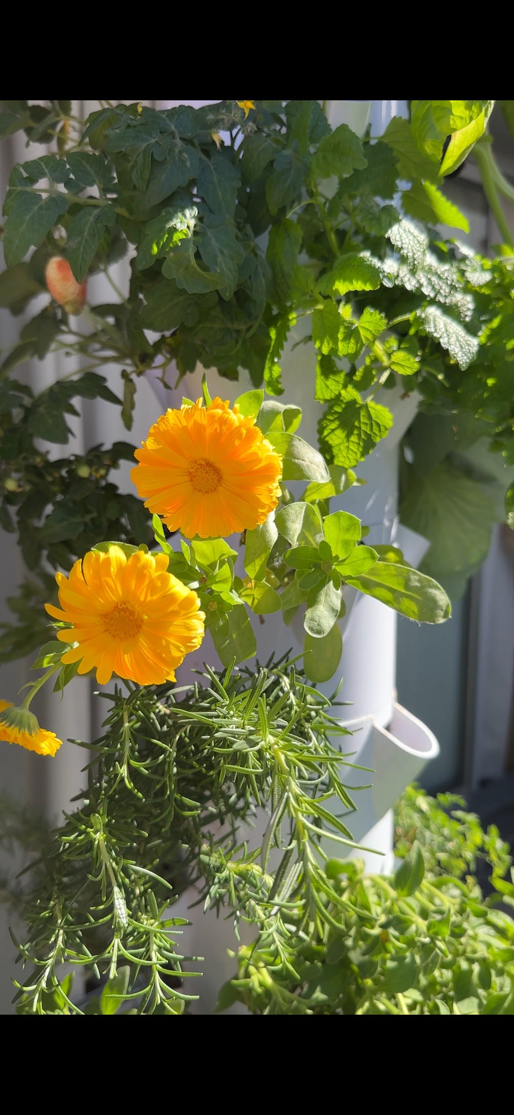 Flores amarillas y romero creciendo en una torre