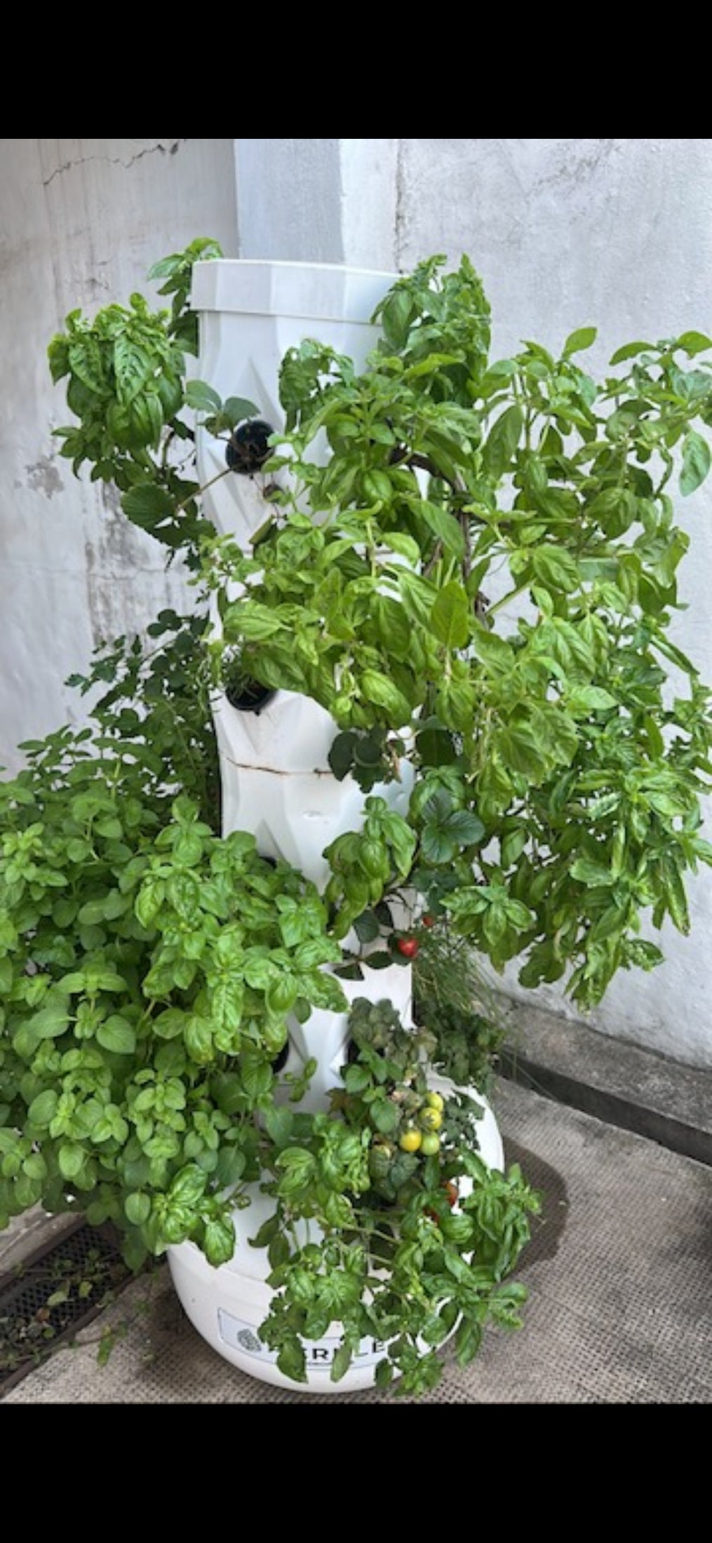 Torre con albahaca, aromáticas y frutos junto a una pared