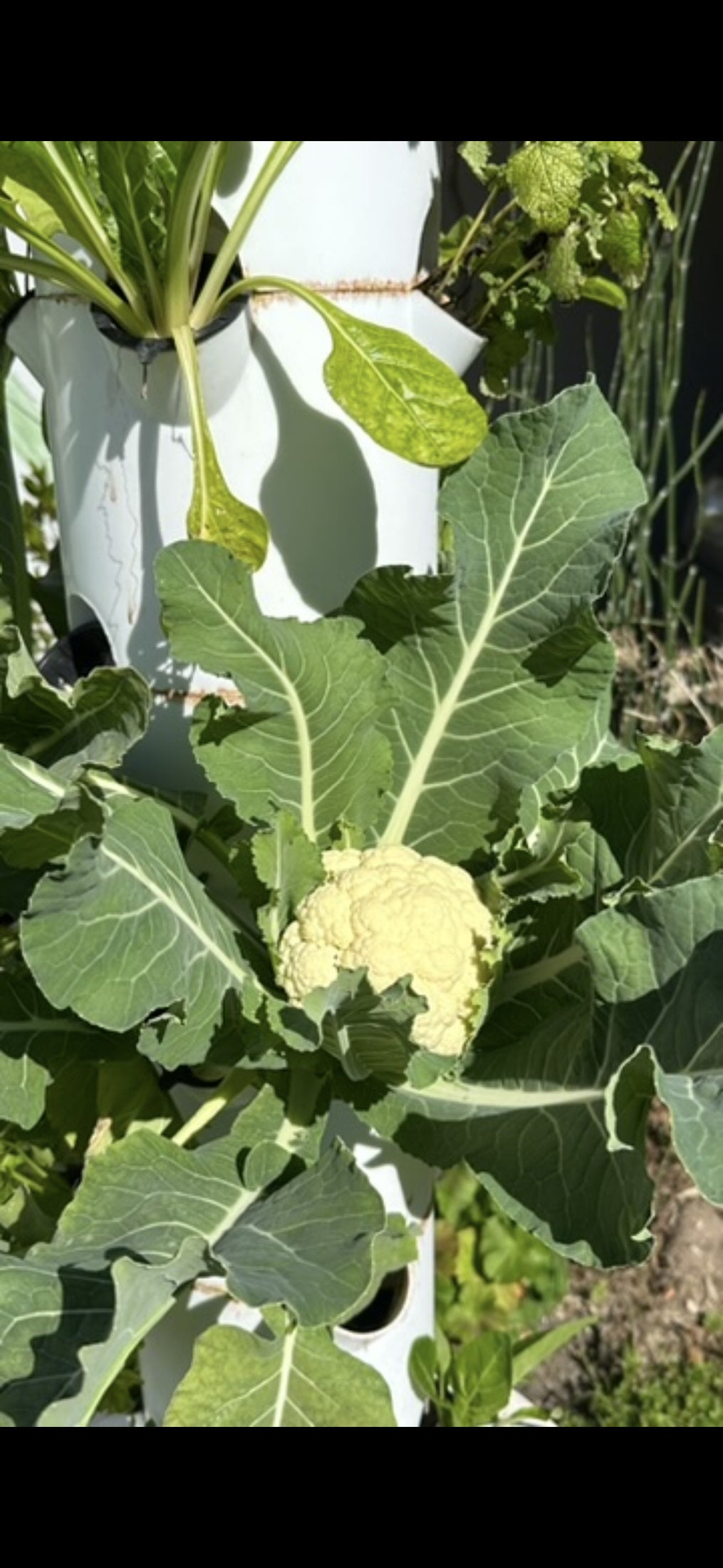 Coliflor creciendo entre hojas en una torre hidropónica