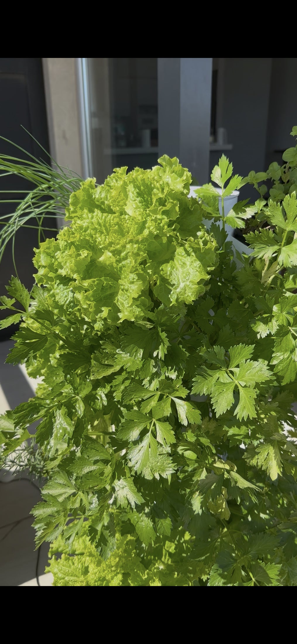Lechuga y hojas de apio iluminadas por el sol en una torre