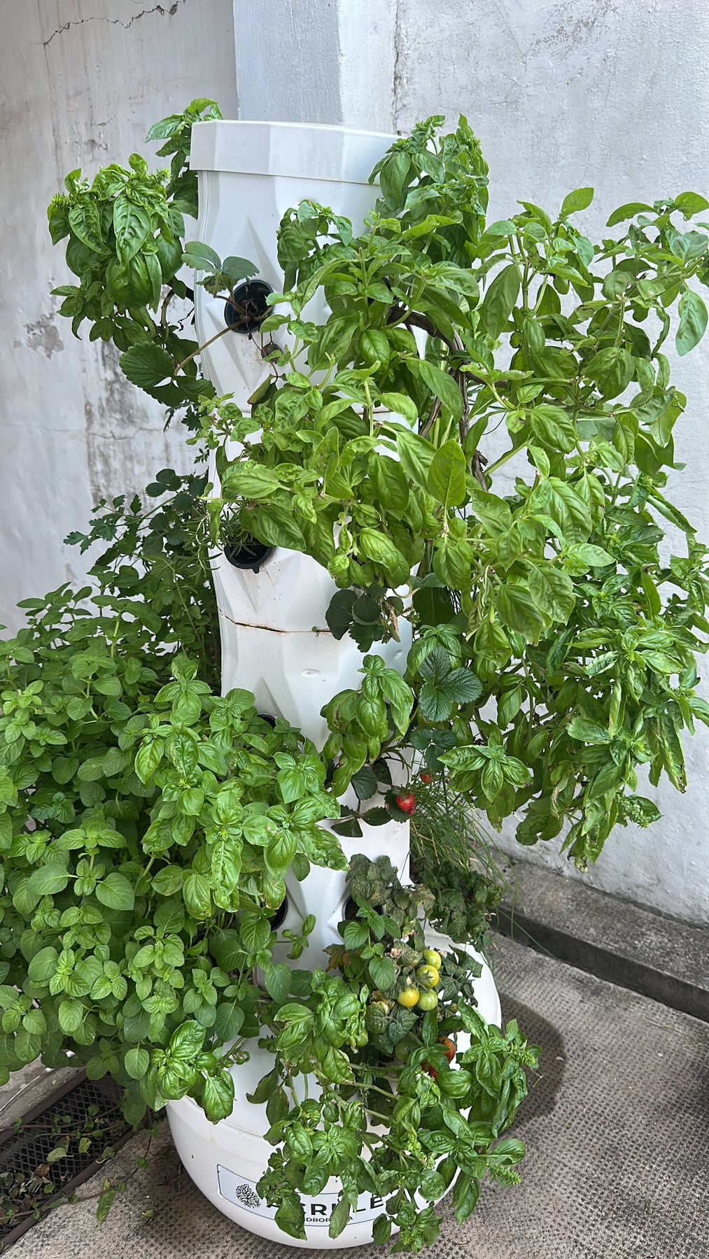 Torre con albahaca y otras aromáticas