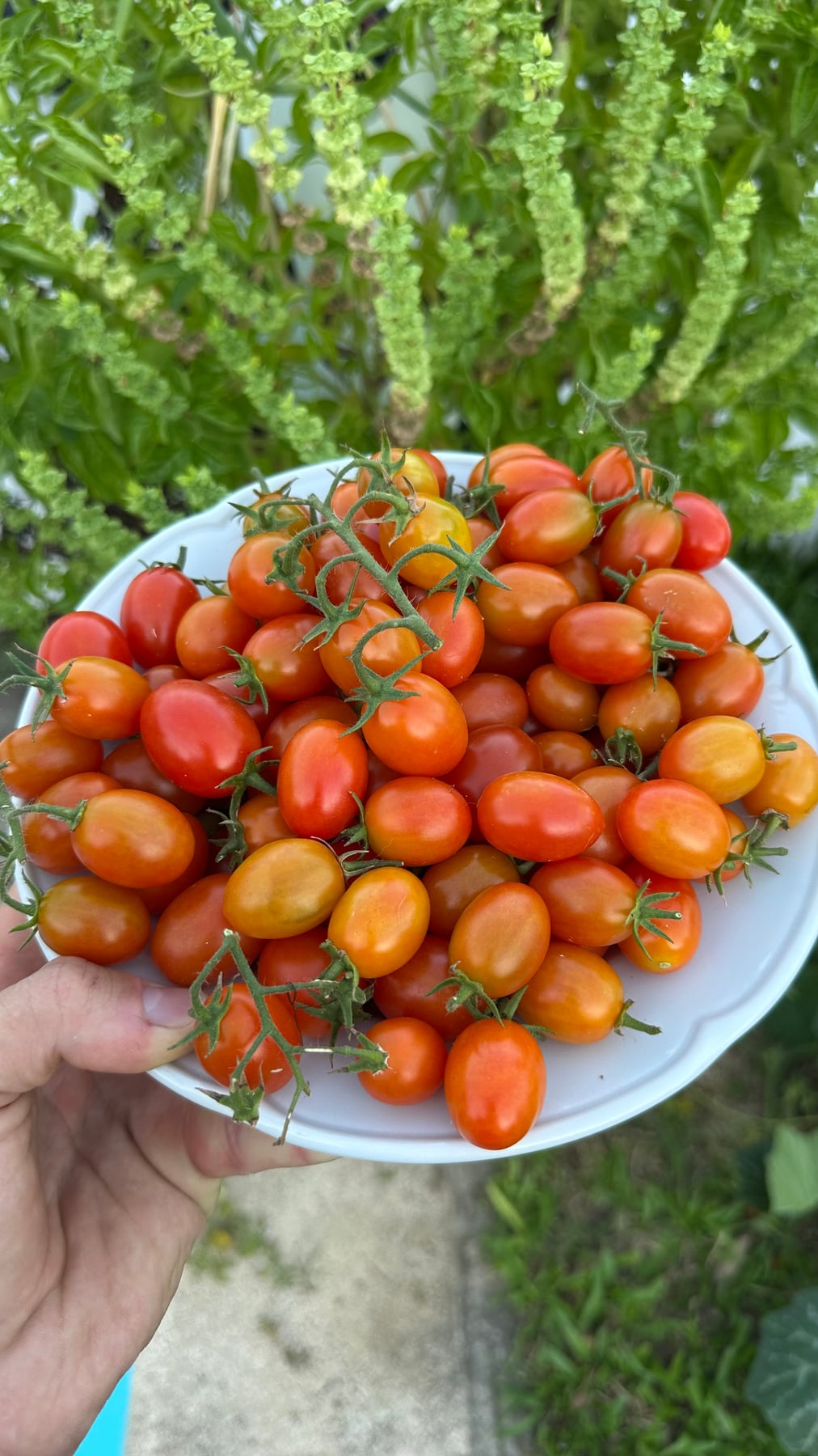 Una cosecha de tomates cherry