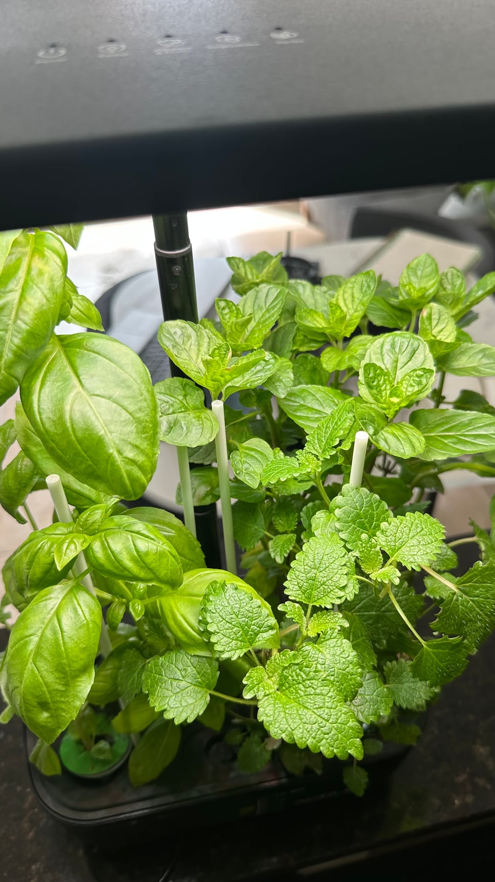Albahaca y aromáticas creciendo en una mini huerta con luz